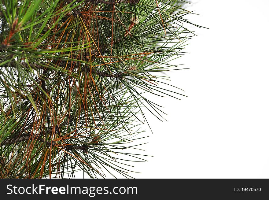 Beautiful  needle leaf pine tree