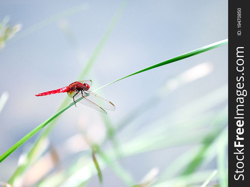 A closeup photograph of a dragonfly on a perch.