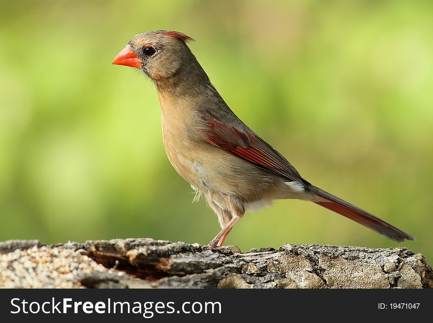 A female cardinal that stopped by to pose for me. A female cardinal that stopped by to pose for me.