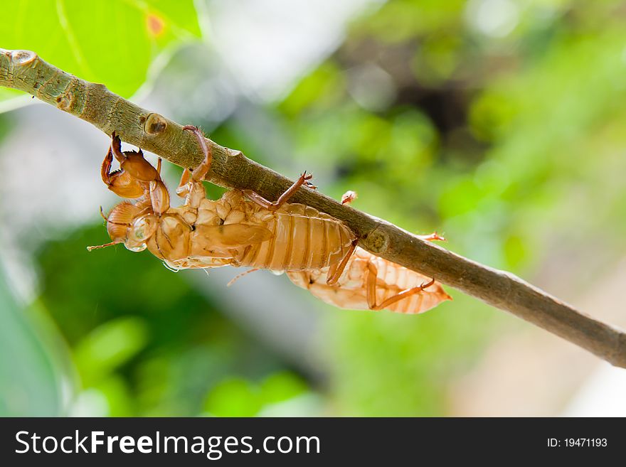 Cicada molt on the coconut tree at Raya Island,Thailand