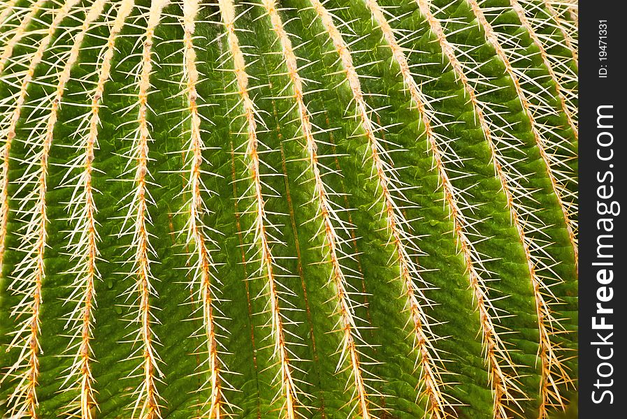 Natural Floral Cactus Background