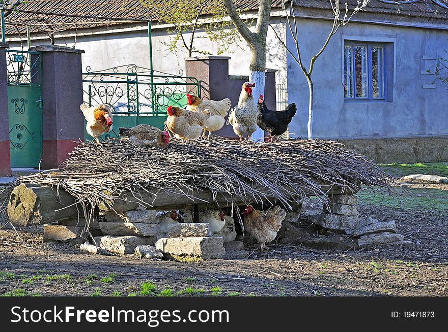 Straw chicken kennel in the farm