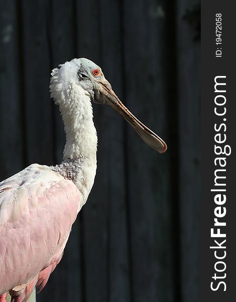 A Roseate Spoonbill profile portrait