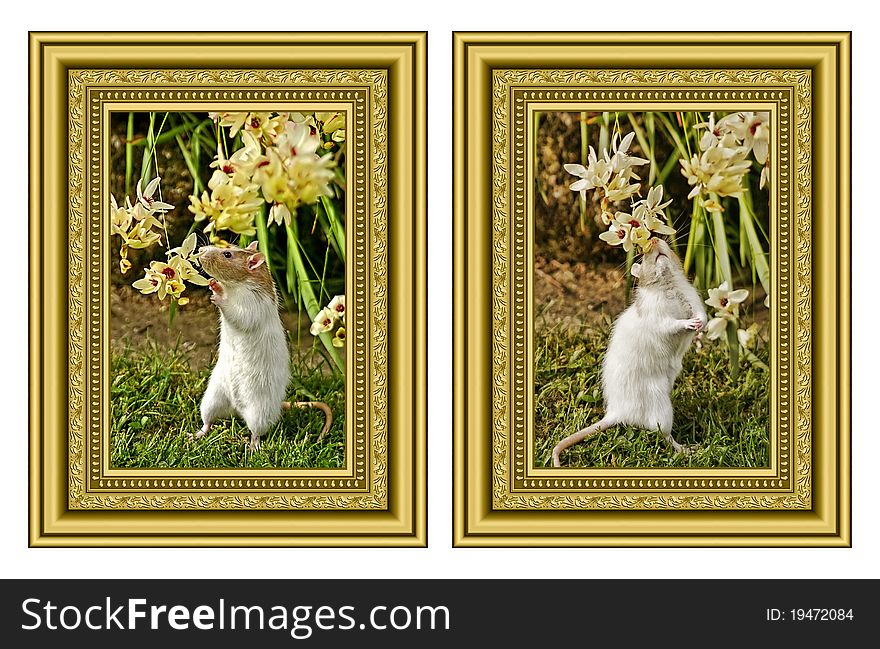 Rat smelling flowers in two vintage gold frames. Rat smelling flowers in two vintage gold frames.