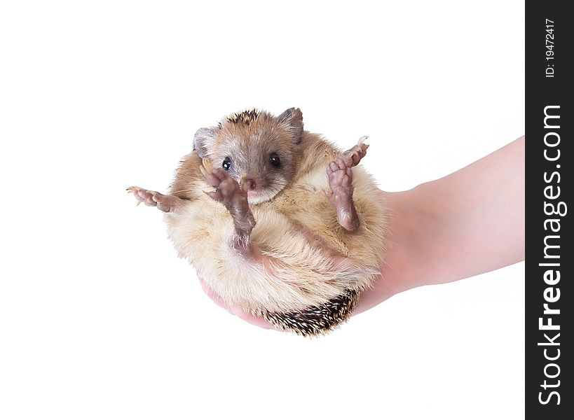 Eared hedgehog fits in the hand. Isolation on white background. Eared hedgehog fits in the hand. Isolation on white background