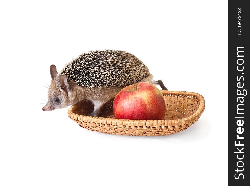 Hedgehog And Apple On White Background