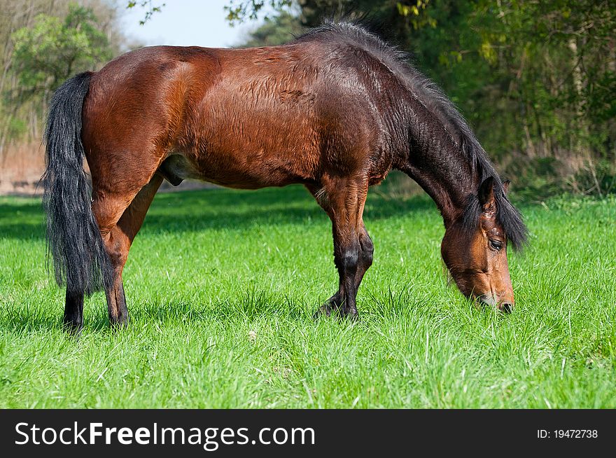 Beautiful horse, picture taken during the daytime.