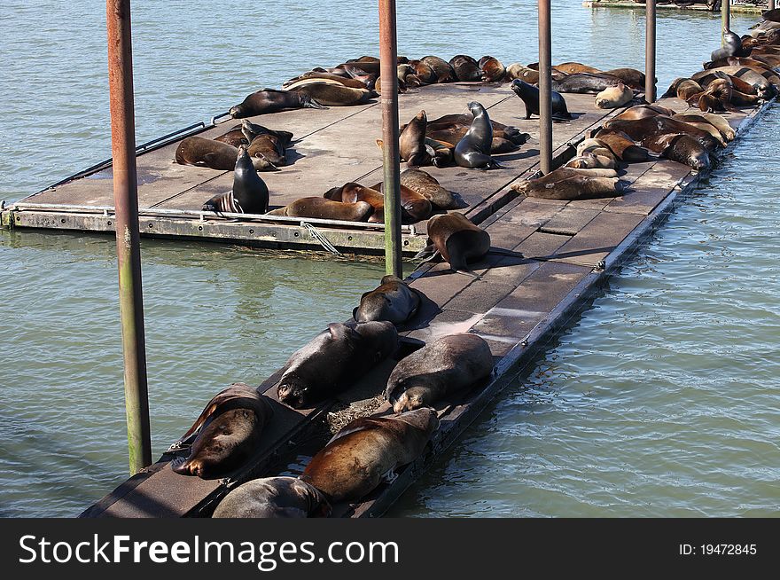 Sea-lions Basking At A Marina In Astoria Oregon.