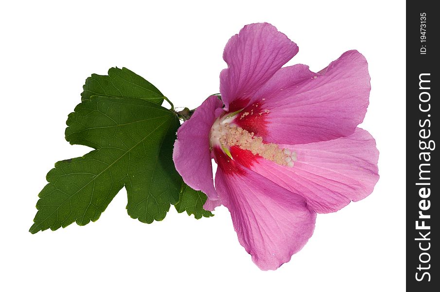 Pink flower with green leaf on white