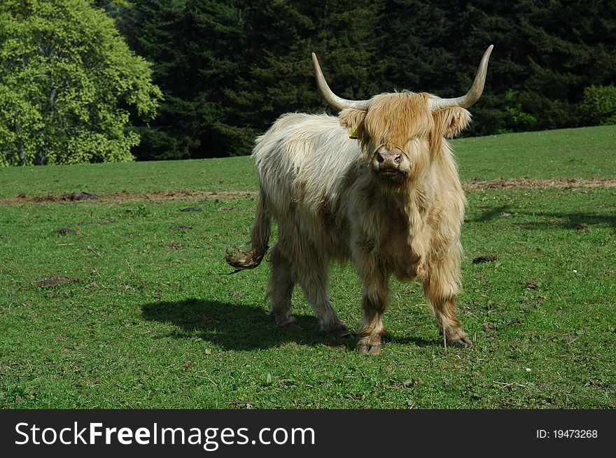 Scottish highland cow standing on a green meadow