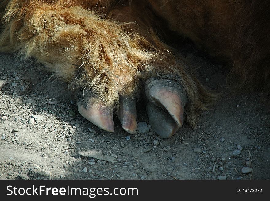 Claw Of A Scottish Highland Cow