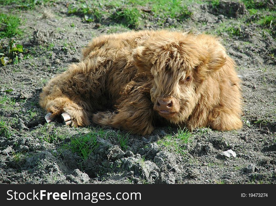 Scottish Highland Calf