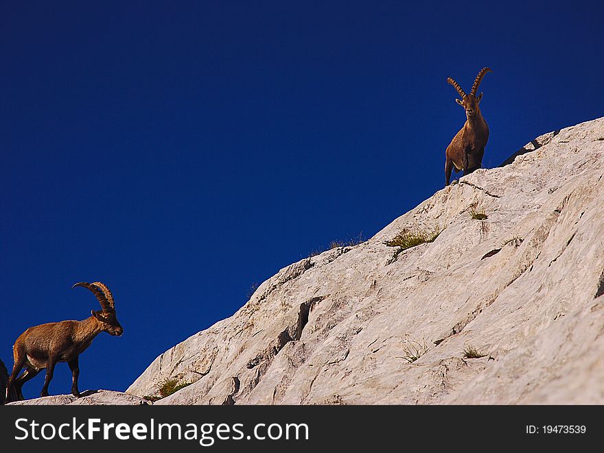 Ibex climbing a cliff in the Dolomites mountains, Cadore, Italy. Ibex climbing a cliff in the Dolomites mountains, Cadore, Italy