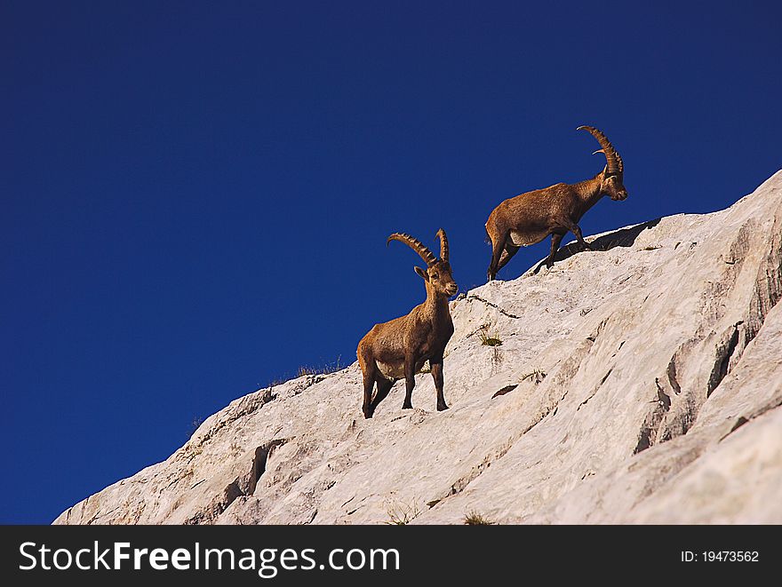 Ibex climbing a cliff in the Dolomites mountains, Cadore, Italy. Ibex climbing a cliff in the Dolomites mountains, Cadore, Italy