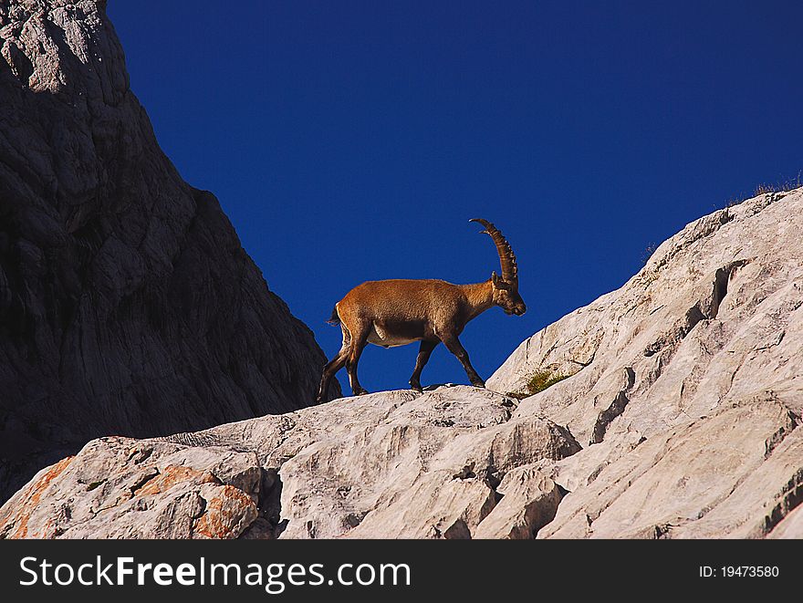 Ibex climbing a cliff in the Dolomites mountains, Cadore, Italy. Ibex climbing a cliff in the Dolomites mountains, Cadore, Italy