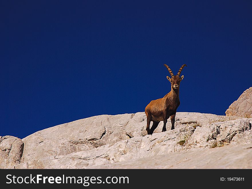 Ibex climbing a cliff in the Dolomites mountains, Cadore, Italy. Ibex climbing a cliff in the Dolomites mountains, Cadore, Italy