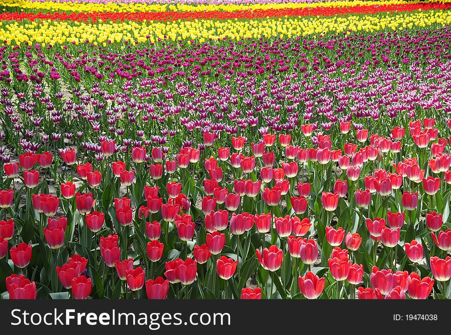 Blooming tulip garden with fresh color. Blooming tulip garden with fresh color