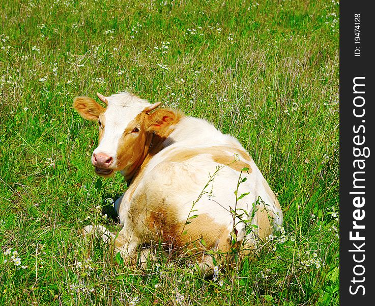 Cow looking back in field