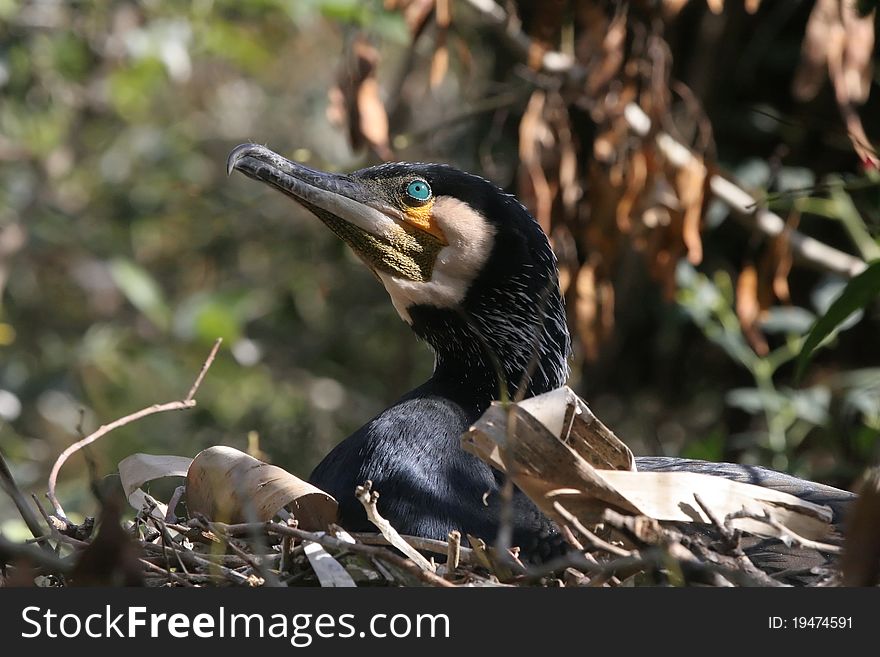 A Great Cormorant female nesting. A Great Cormorant female nesting