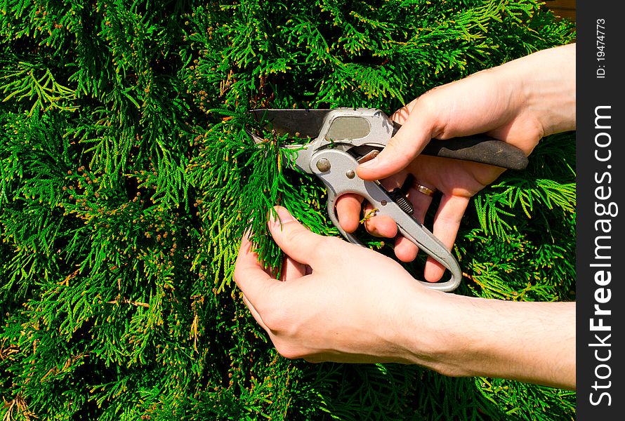 Hands cut green a bush scissors. Hands cut green a bush scissors