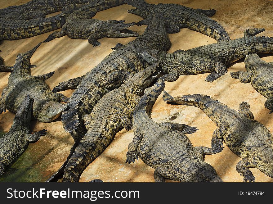 Crocodiles sunbathing at a croc farm in France. Crocodiles sunbathing at a croc farm in France