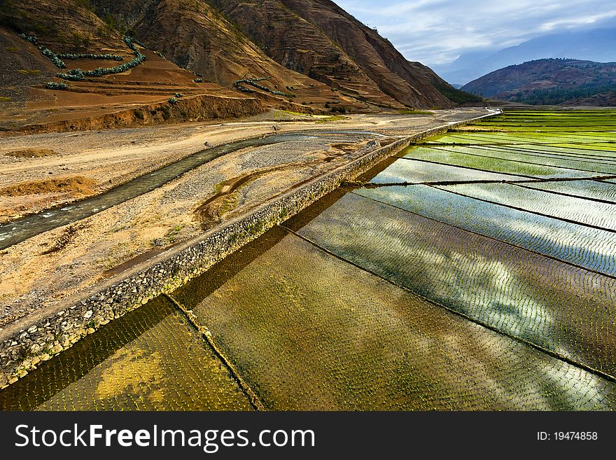 Rice fields with mountains and blue sky