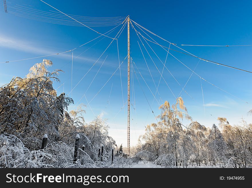 Forest and antenna
