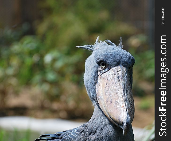 Shoebill looking at the camera