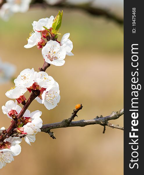 Cherry flower in the garden in Hungary