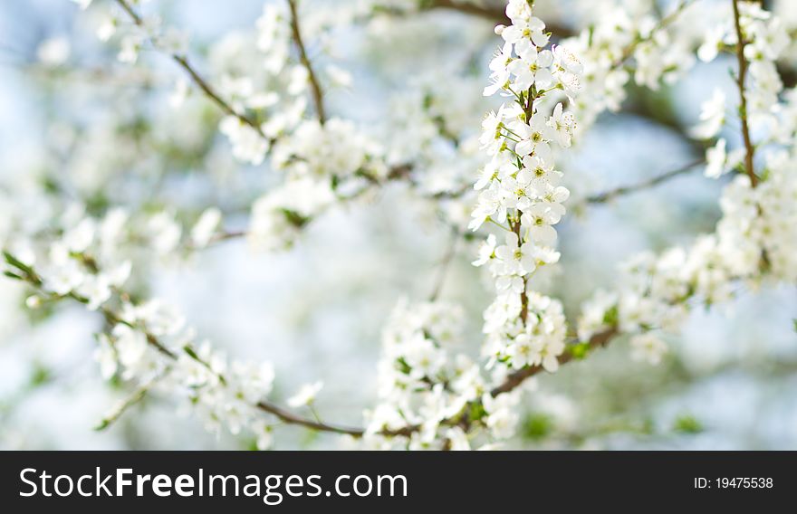 Cherry flower in the garden in Hungary