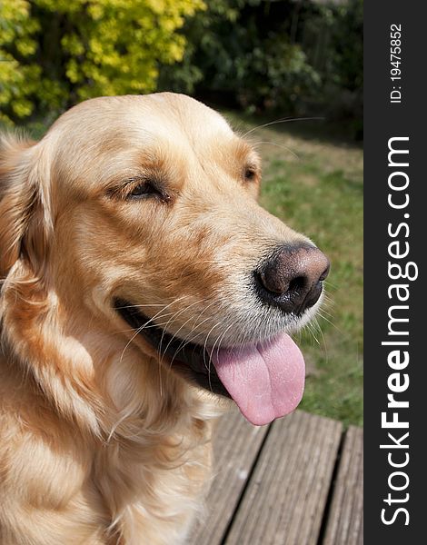 Close Up Of A Golden Retreiver Dogs Face