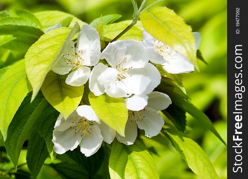 Blossoming apple white flowers closeup. Blossoming apple white flowers closeup.