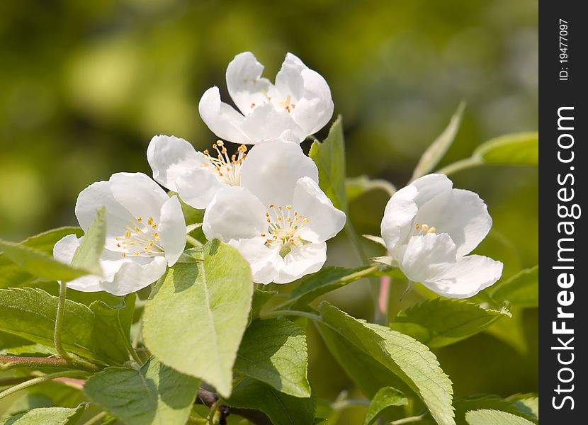 Blossoming apple white flowers closeup. Blossoming apple white flowers closeup.