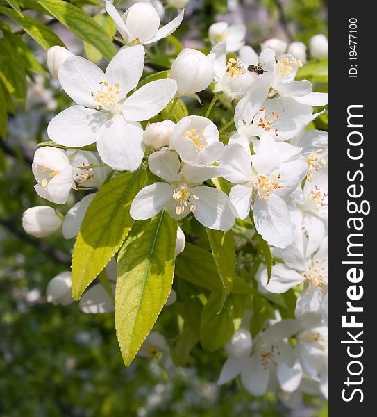 Blossoming apple white flowers closeup. Blossoming apple white flowers closeup.