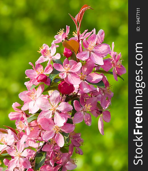 Blossoming apple pink flowers on green blurred background. Blossoming apple pink flowers on green blurred background.