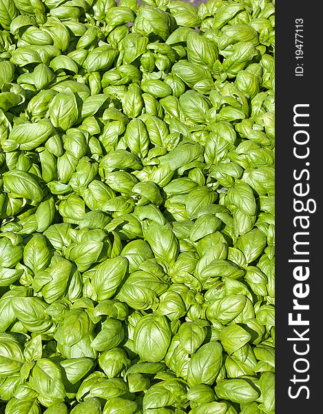 Basil leaves background