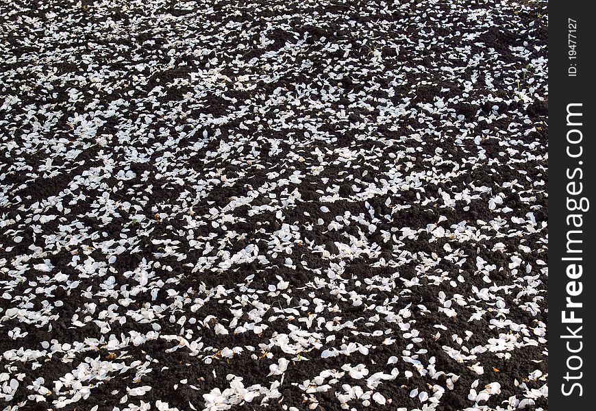 Ground With Strew Apple Petals.