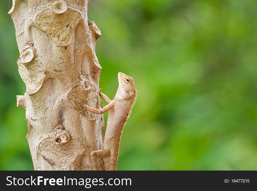 Lizard on the three,phitsanulok Thailand