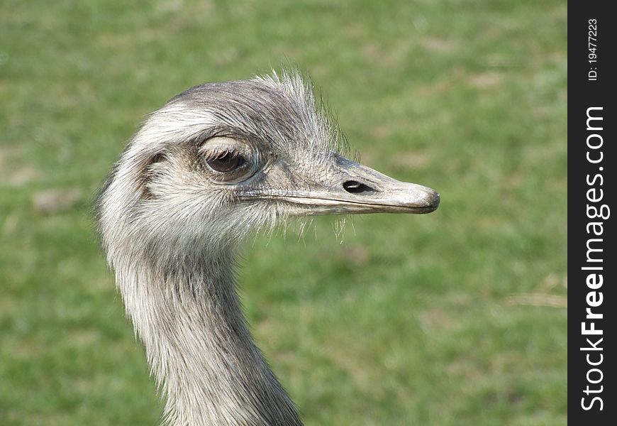 Rhea bird beak wild feathers