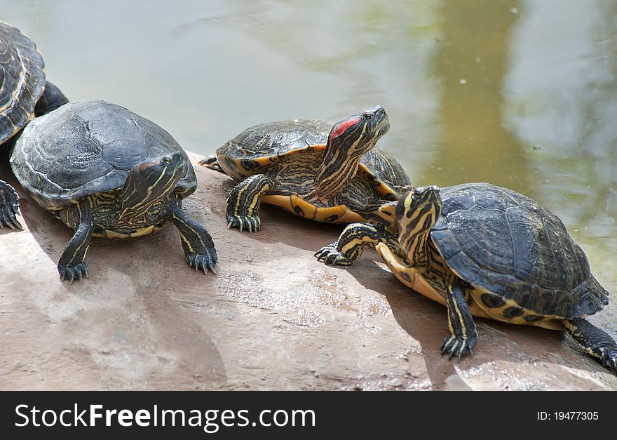 Group of Red Necked Slider Turtles