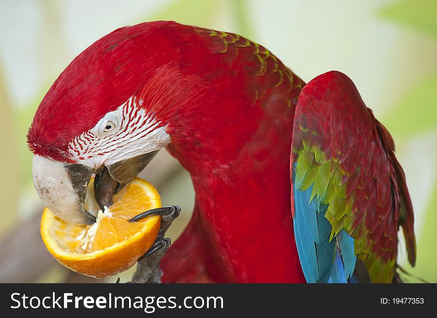 Scarlet Macaw eating an orange