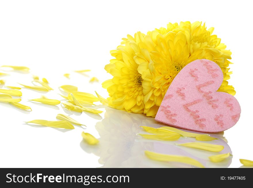 Yellow chrysanthemums with pink hearts. Gift. Isolated on white background. Yellow chrysanthemums with pink hearts. Gift. Isolated on white background