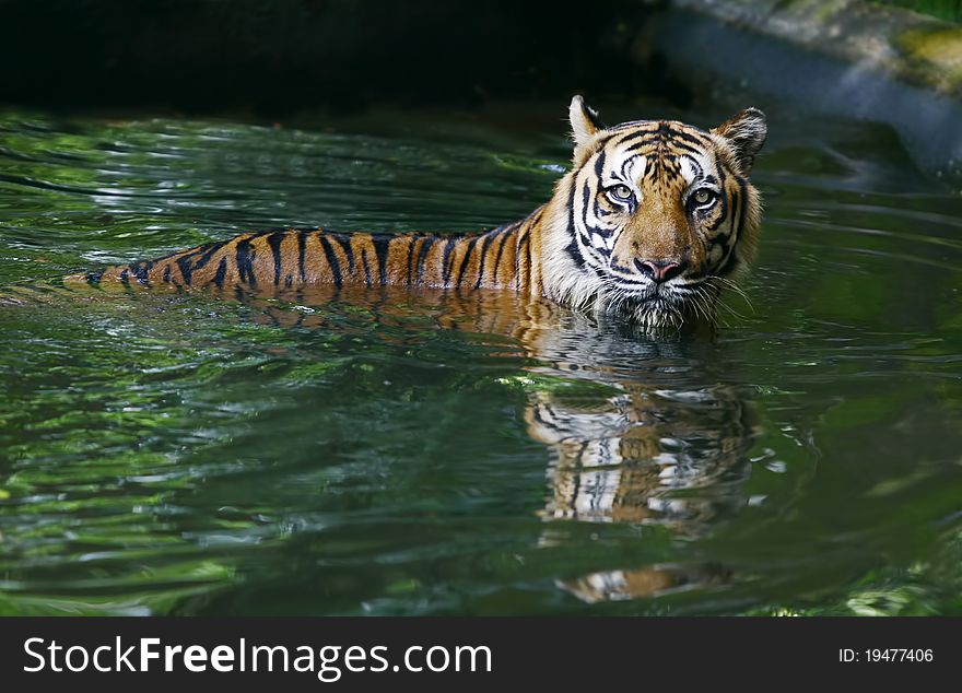 Male asia tiger in pool