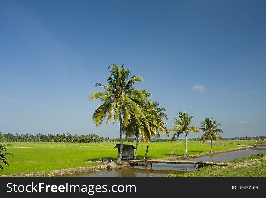 Paddy field with blue sky