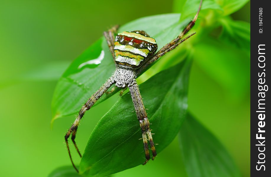 Crab spider on green leaf