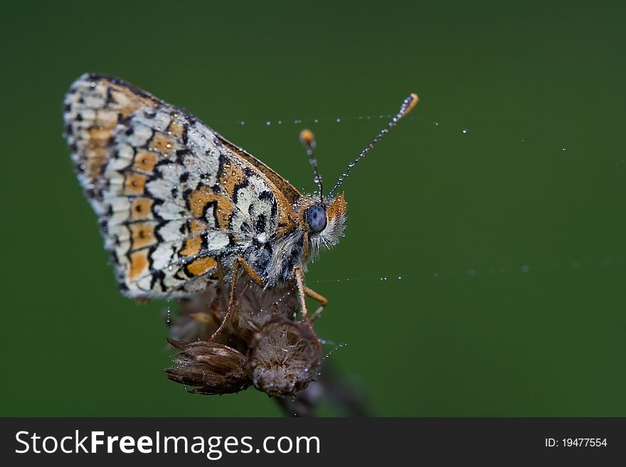 Dewy butterfly with drops on its antenna sits on the dry plant