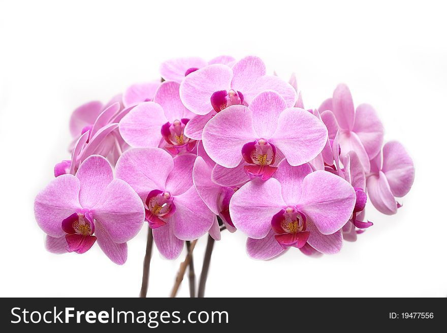 Bunch of pink phalaenopsis with isolated white background