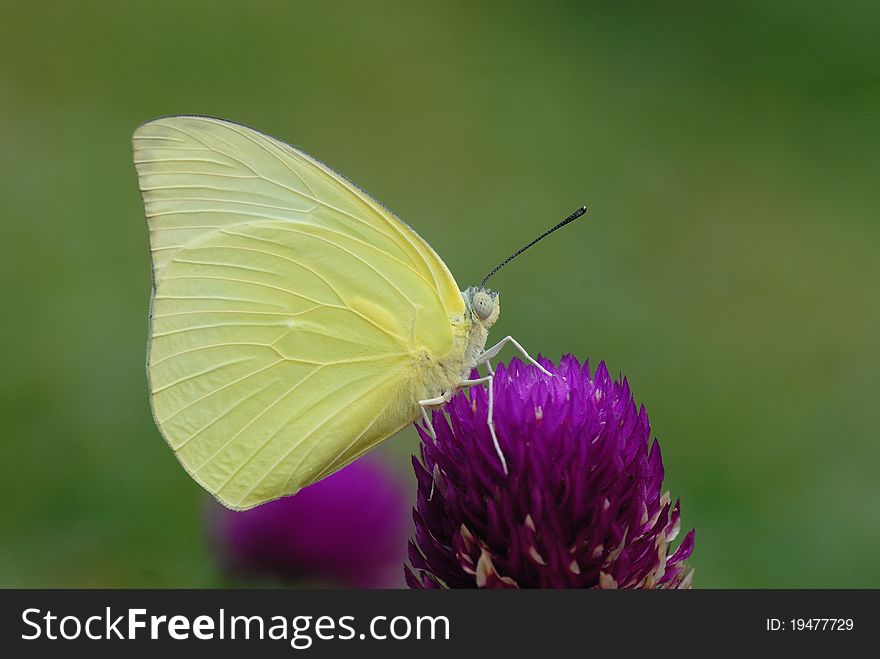 Butterfly (Lemon Emigrant)