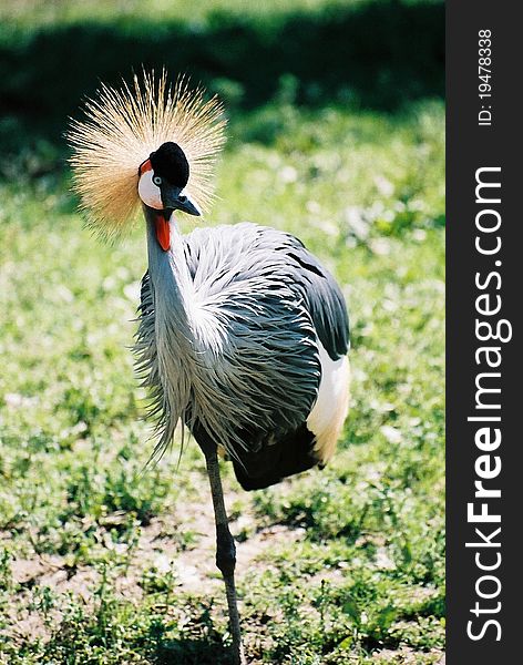 A Grey Crowned Crane balearica regulorum standing on one leg