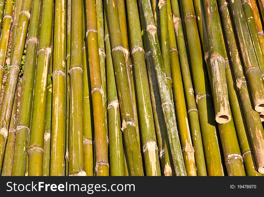 Grenn Bamboo Pattern Texture Horizon
